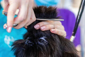 long hair dog grooming tools