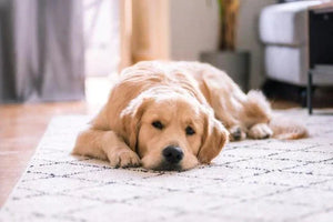 how to groom a labrador