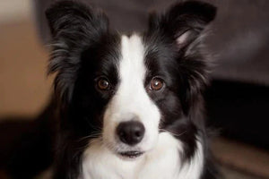 how to groom a border collie