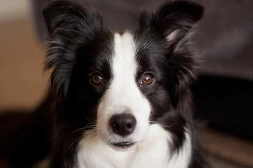 how to groom a border collie