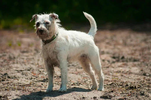 owner self grooming dog with dog grooming scissors