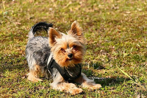 How to Groom a Yorkie at Home? - Hiccpet