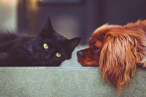 tips for first time pet owners