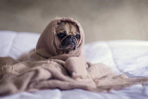 Recognizing Dog Separation Anxiety: Symptom and How to Calm A Nervous Dog | Hiccpet