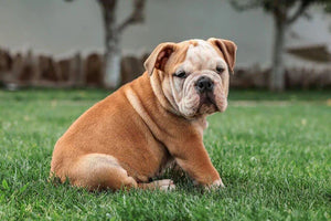 English bulldog playing outside 
