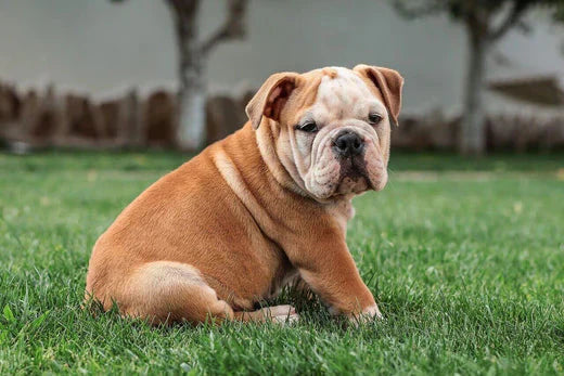 English bulldog playing outside 