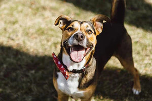 pet oral care