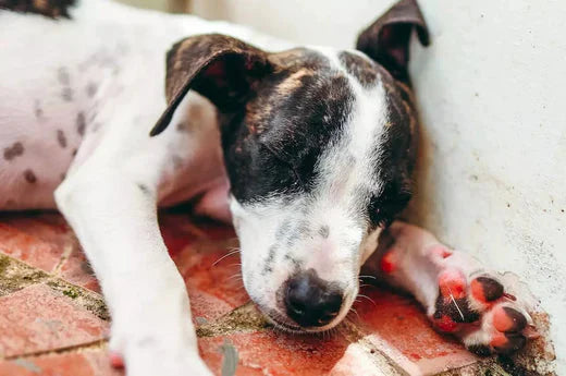 dog skin conditions