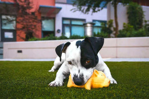 Black and white spotted dog holding piggy bank in mouth 