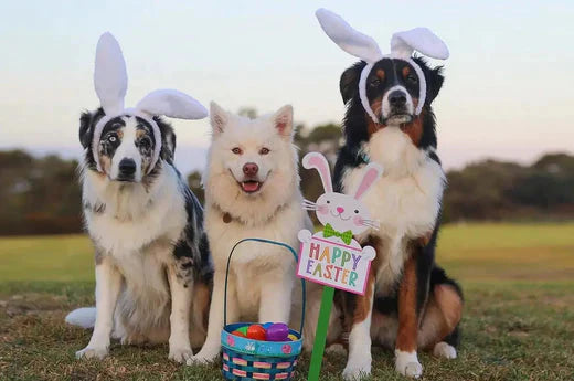The Best Easter Basket Gift Ideas for Your Puppy | Hiccpet