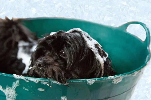 why does my dog smell like fish