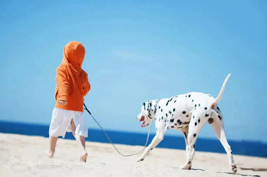 How to Keep Your Pet Clean While Traveling or Boarding? | Hiccpet