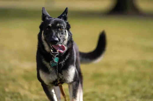 The Most Famous Presidential Pets Of White House | Hiccpet