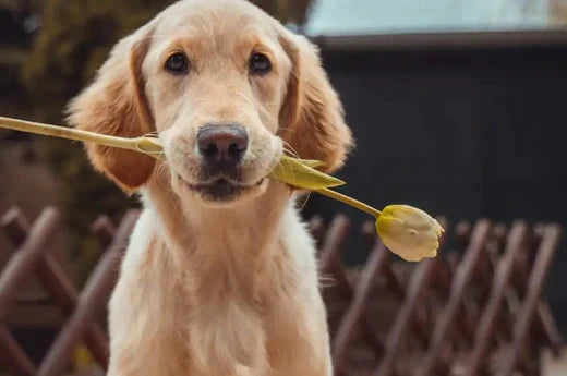 Dog grooming quick tips- DIY dog wash Vs professional groomer? | Hiccpet