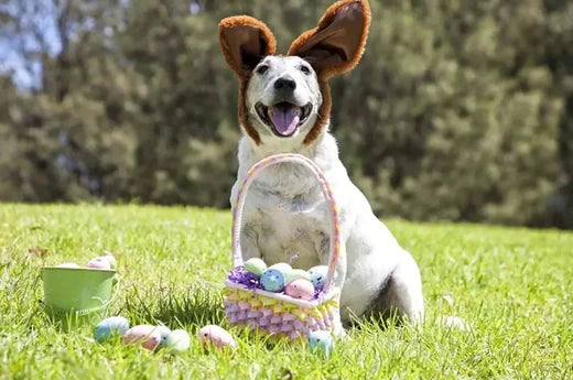 Tips for Having a Fun & Safe Easter with Your Dog and Cat | Hiccpet