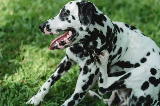 Why do Dog Scratch and how to Care For Dog Itchy Skin? | Hiccpet