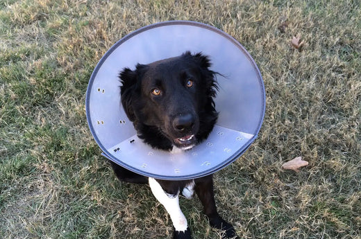 dog wounds covered with cone 