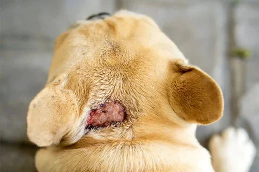 Effective Ways to Treat and Prevent Hot Spots on Dogs - Hiccpet