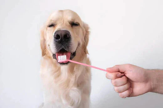 dog oral care