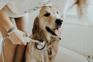 worst dog shampoo ingredients 