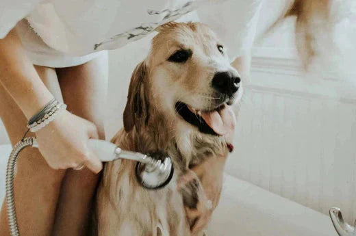 worst dog shampoo ingredients 