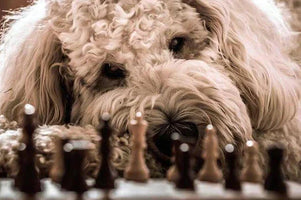 How to Groom a Goldendoodle at Home? - Hiccpet