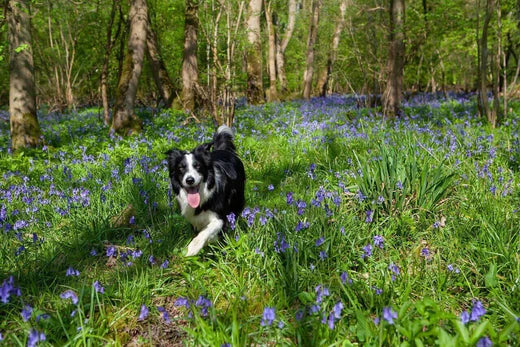 Dog running in a field of spring flowers 