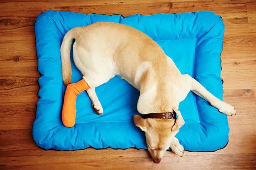 Safely Alleviating Joint Pain in Dogs: Tips and Tricks
