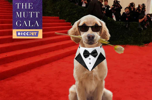 Karl Lagerfeld: The Fashion Icon and His Furry Companion