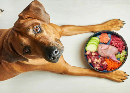 The Top 10 Homemade Dog Foods to Alleviate Allergies and Itchy Skin