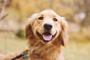 The Top 7 Golden Retriever Health Issues and Treatments