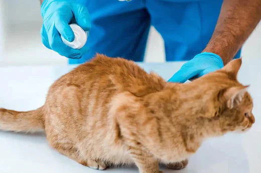 DON’T WASH YOUR CAT TOO OFTEN! | Hiccpet