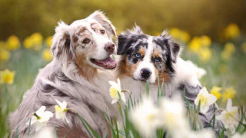 Why Do Australian Shepherds Shed?