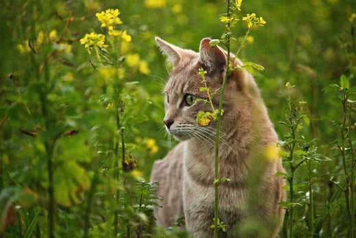 cat outside in a spring field 