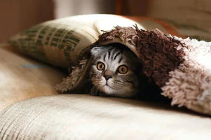 popular cat breeds in united states
