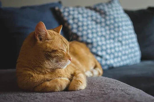 how to choose the right cat grooming products
