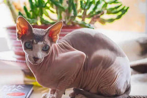 best cat grooming tools for hairless cats