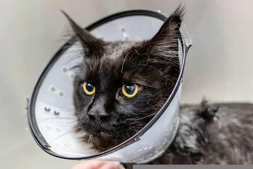 9 Common Cat Diseases to Look Out For