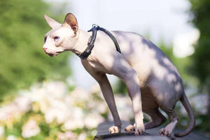 How to care for a sphynx cat - Hiccpet