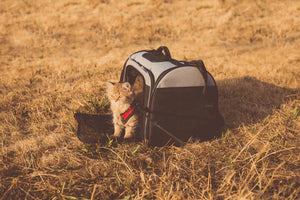 5 Tips on How to Travel with Your Cat