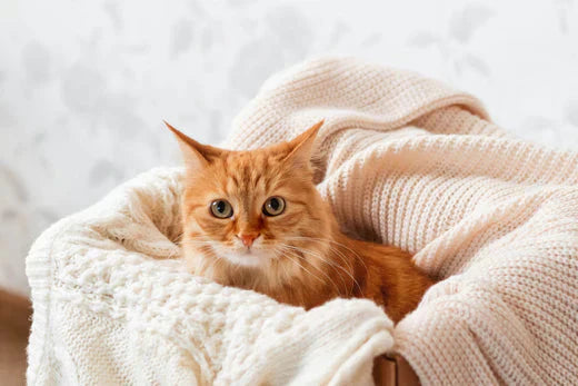 why do cats not like water