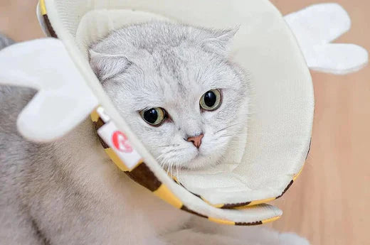 how to clean pets with sensitive skin  | Hiccpet