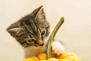 How to Say Happy Thanksgiving to Your Cat? | Hiccpet