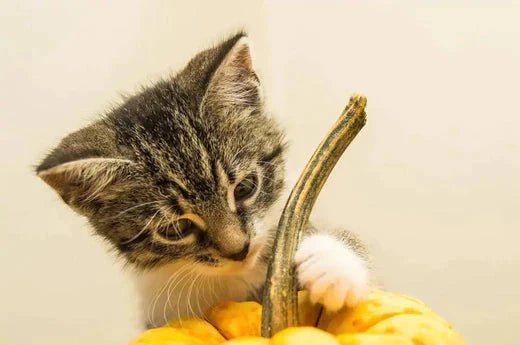 How to Say Happy Thanksgiving to Your Cat? | Hiccpet