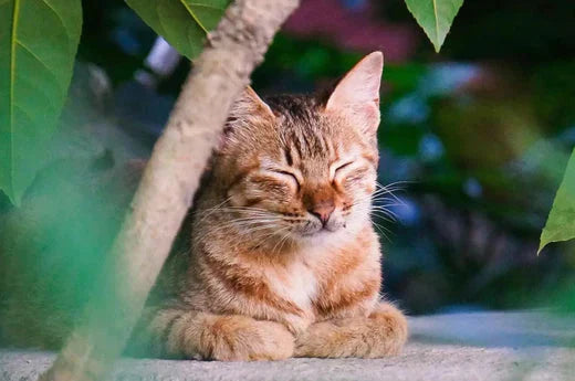 TENDER LOVING CARE FOR SENIOR CATS | Hiccpet