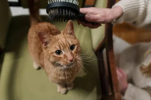 cat myths- orange tabby cat being brushed while standing on a green chair