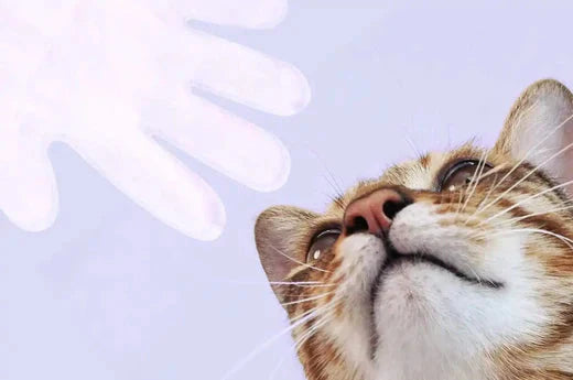 how to know if your kitty has a healthy coat