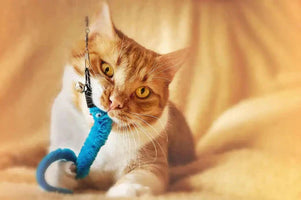 diy cat toys