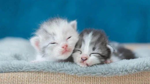 6 Conditions When You Shouldn’t Wash Your Cat - Hiccpet