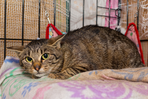 tabby cat in a crate showing signs of stress